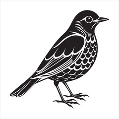 Obraz premium american robin silhouette black vector