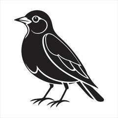 Obraz premium american robin silhouette black vector