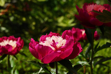 ピンク色のシャクヤク