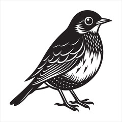 Obraz premium american robin silhouette black vector