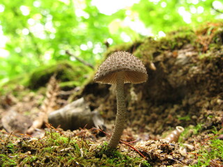 Shaggy medicinal mushrooms
Hairy brown mushrooms with medicinal value sprouting from moss-covered woodland. Photographed in natural macro style for scientific and herbal use.
