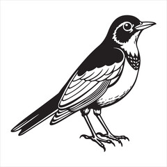 Obraz premium american robin silhouette black vector