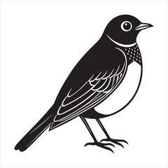 Obraz premium american robin silhouette black vector