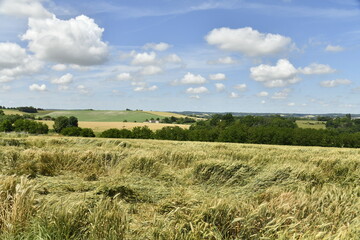 Champ de blé en partie endommagé sous des cumulus de beau temps près du bourg de Champagne au Périgord Vert  © Photocolorsteph