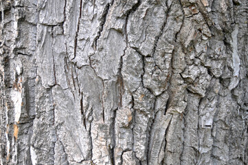 A tree bark texture close-up.