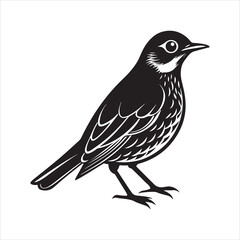 Obraz premium american robin silhouette black vector