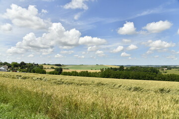 Champ de blé en partie endommagé sous des cumulus de beau temps près du bourg de Champagne au Périgord Vert  © Photocolorsteph