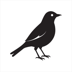 Obraz premium american robin silhouette black vector
