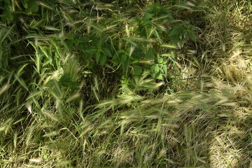 Lumière du soleil sur les épis de blé d'un champ dévasté après un orage près du bourg de Champagne au Périgord Vert  © Photocolorsteph