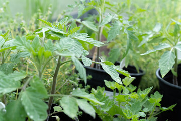 Seedling growing boxes with seedlings on the windowsill