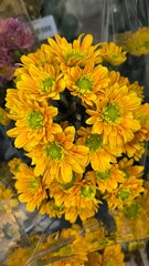 Yellow flowers in the park