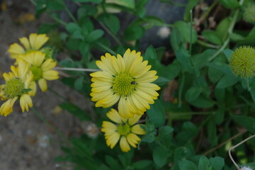 yellow dandelion flower
