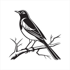 Fototapeta premium american robin silhouette black vector
