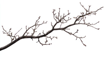 Obraz premium Leafless branch with gentle curvature, realistic texture, isolated on white