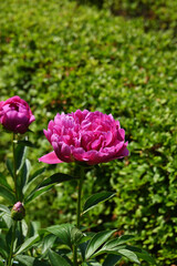 ピンク色のシャクヤク