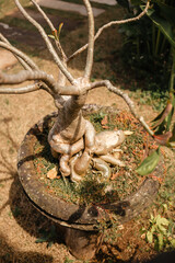 A small bonsai-style tree in the garden