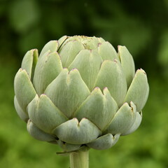 Obraz premium Artichaut typique de Bretagne dans l'un des potagers au bourg de Champagne au Périgord Vert