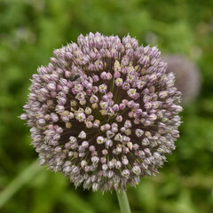 Fleur rose en boule au bourg de Champagne au Périgord Vert 