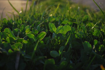macro photo of green grass in sunlight, summer meadow, soft focus, natural lighting, bokeh background

