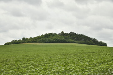 Sommet de colline boisée autour d'un champ de patates 
