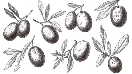 Hand-drawn illustration of various plums and leaves.