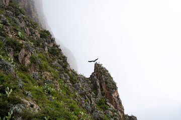 Condor soaring in the mist of Colca Canyon, Peru