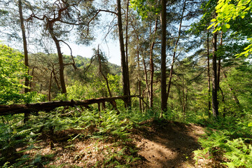  Cinq-Cent Arpents forest trail in the Chevreuse Valley Regional Nature Park