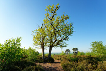 Heather land in Rochefort forest. Upper Chevreuse Valley Regional Nature Park