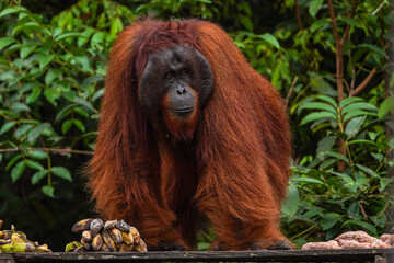 Orang utan from borneo