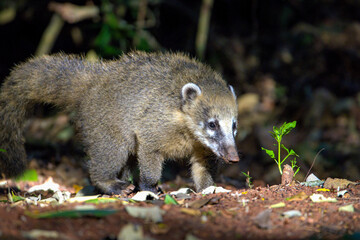 ''Coati walking in stunning light''
