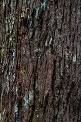 tree bark texture