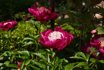 ピンク色のシャクヤク