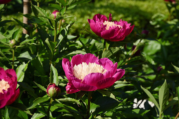 ピンク色のシャクヤク