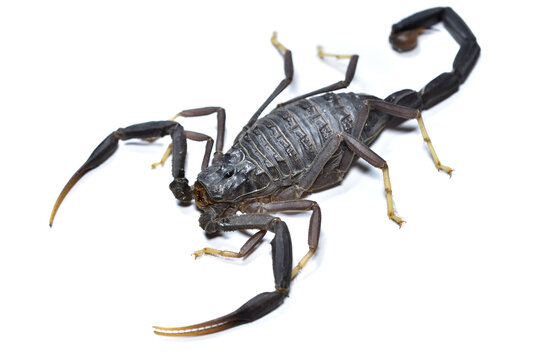 Closeup of the Black Deathstalker scorpion Leiurus nigellus, a remarkable new buthid species from Saudi Arabia, photographed on white background.