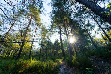 The Sucremont trail in Trois Pignons forest. Fontainebleau massif