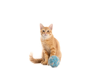 Ginger Cat, A playful cat sits beside a blue toy, showcasing its curious expression and lively fur...