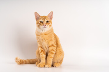 Ginger Cat, A fluffy orange cat sitting upright against a plain background, displaying a curious...