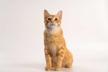 Obraz premium Ginger Cat, A portrait of an orange tabby cat sitting upright, displaying its distinctive fur pattern and curious expression against a plain background. happy kitten