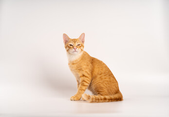 Ginger Cat, A sleek, alert cat with an orange-brown coat sits gracefully against a light background, showcasing its distinctive features and keen expression. happy kitten