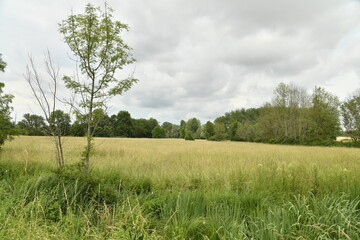 Champ de blé sous un ciel nuageux près du bourg de Champagne au Périgord Vert 
