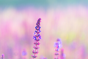 Lavender flowers blooming in summer, close-up of nature, plants, and flowers