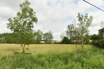 Champ de blé sous un ciel nuageux près du bourg de Champagne au Périgord Vert  © Photocolorsteph
