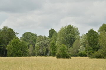 Champ de blé sous un ciel nuageux près du bourg de Champagne au Périgord Vert 