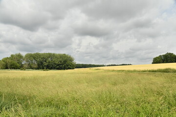 Obraz premium Ciel gris au dessus d'un champ de blé près du bourg de Vendoire au Périgord Vert 