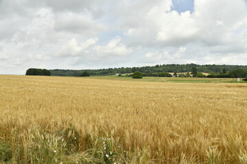 Champ de blé sous un ciel nuageux près du bourg de Champagne au Périgord Vert 