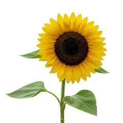Vibrant Yellow Sunflower with Stem and Leaves

