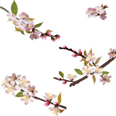 spring tree four pink blossoms isolated on white