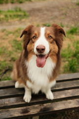 Happy Australian Shepherd dog with brown and white fur sitting on a wooden bench outdoors, looking at the camera with a joyful expression and tongue out. Aussie red tricolor.