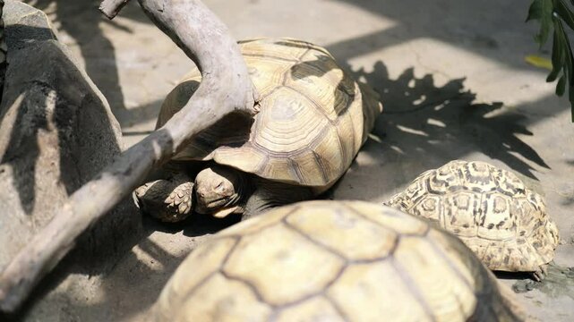 Footage of A group of african spurred tortoise under the trees