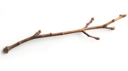 Fototapeta premium Single dry twig isolated on pure white background, high detail, studio lighting